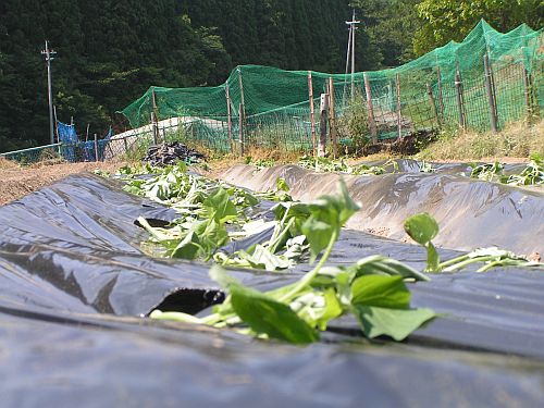 サツマイモ